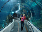 Труба внутри огромного аквариума — самое впечатляющее место во всем комплексе.