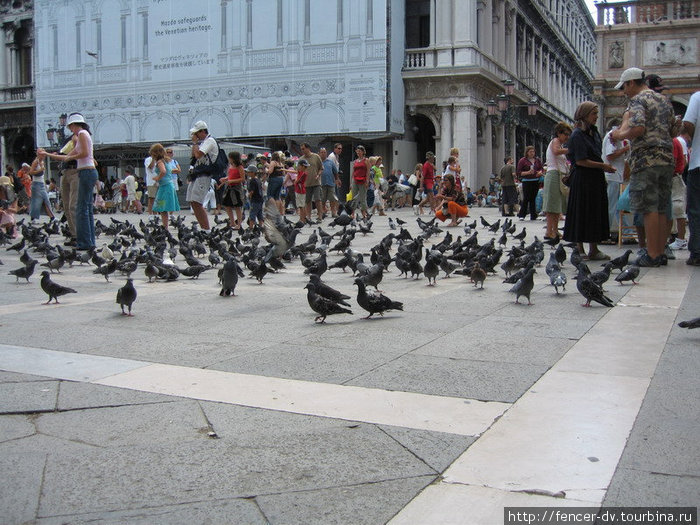 Сказать, что на Сан-Марко много голубей — ничего не сказать. Венеция, Италия