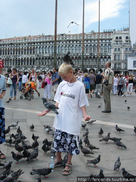 Голуби площади Сан-Марко Венеция, Италия