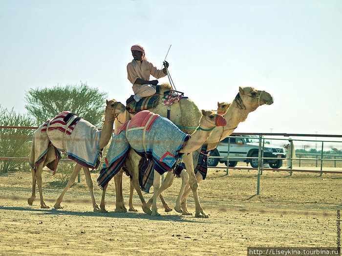 тренировка беговых верблюдов. к большому вреблюду бегуну привязыны маленькие Аль-Айн (Аль-Хили), ОАЭ