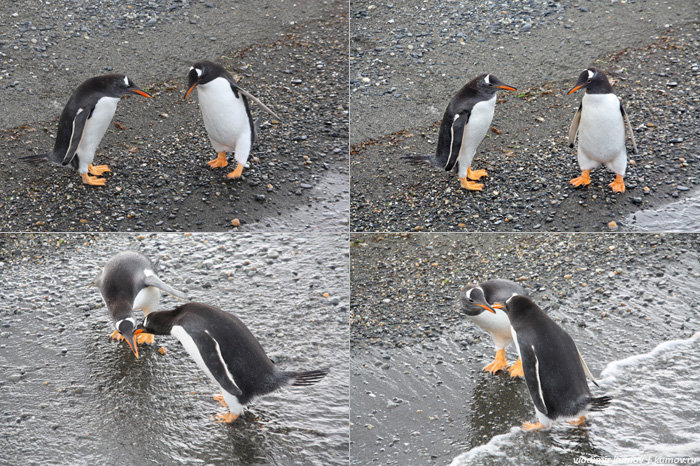 Пингвины влюблённые. Эти двое бежали с разных концов острова, а потом, кажется, целовались… Ушуайя, Аргентина