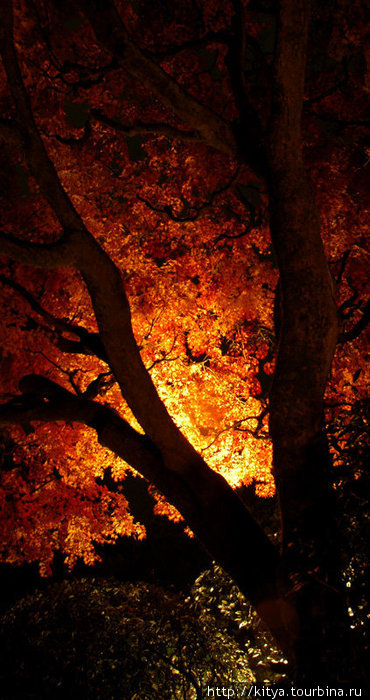 Осенние листья с ночной подсветкой Киото, Япония