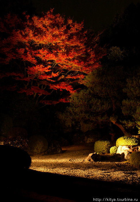 Осенние листья с ночной подсветкой Киото, Япония