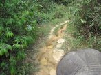 Слоновья тропа в джунглях