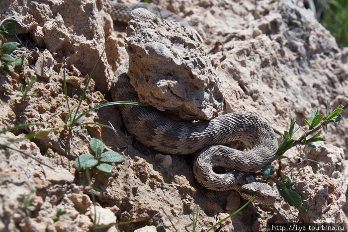 Вот такие тут ползают змеи. Республика Каракалпакстан, Узбекистан