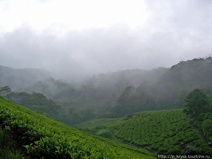 В горах, где растет чай, постоянно висит плотный туман Шри-Ланка