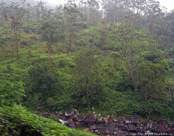 Растительность здесь резко отличается от растительности остальной части Шри-Ланки. Провинция Сабарагамува, Шри-Ланка
