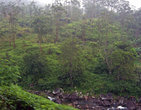 Растительность здесь резко отличается от растительности остальной части Шри-Ланки.