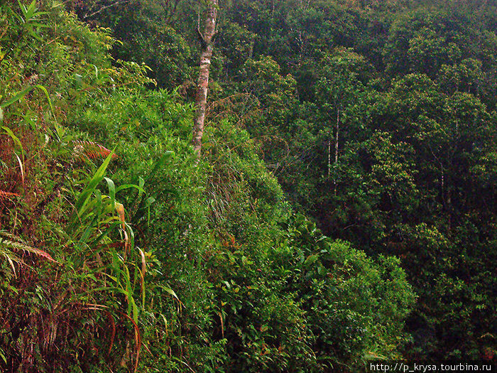 Чем не Подмосковный лес? Провинция Сабарагамува, Шри-Ланка
