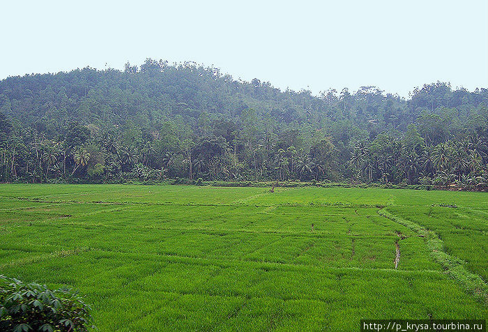 Рисовые поля Шри-Ланка
