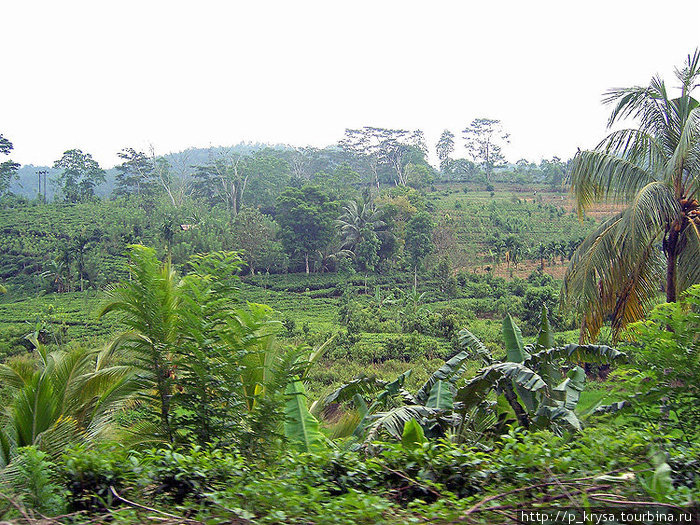 Буйная растительность Шри-Ланка