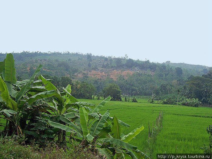 Бананы и рисовые поля Шри-Ланка