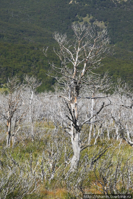 Сухой лес Лос-Гласьярес Национальный парк, Аргентина