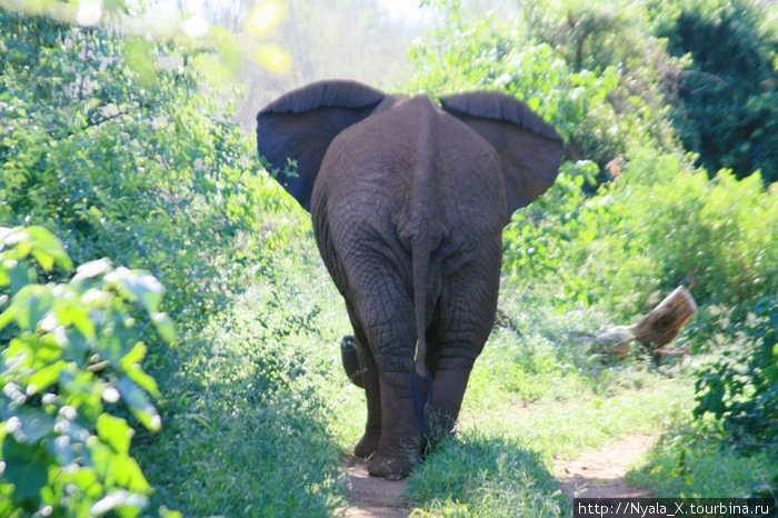 слоновья попа Провинция Лимпопо, ЮАР