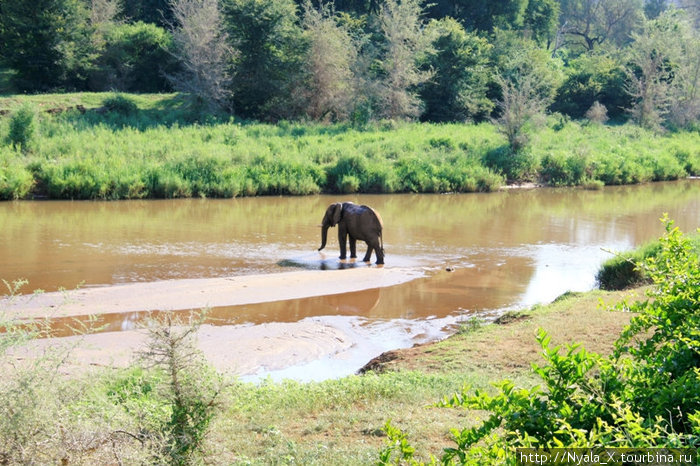 слон в пойме реки Лвуву Провинция Лимпопо, ЮАР