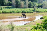 слон в пойме реки Лвуву