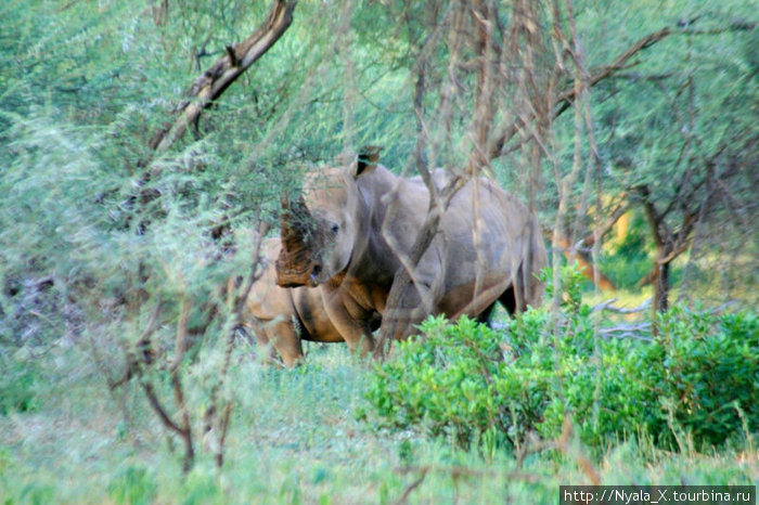 мама-носорог изучает нас.. Провинция Лимпопо, ЮАР