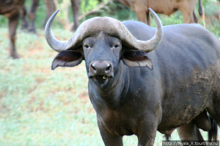 взгляд буйвола Провинция Лимпопо, ЮАР