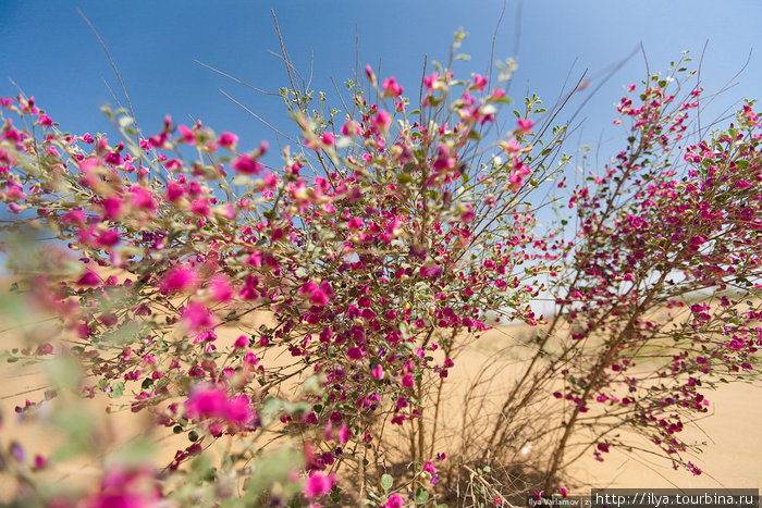 В пустыне цвели прекрасные колючки. Бухарская область, Узбекистан