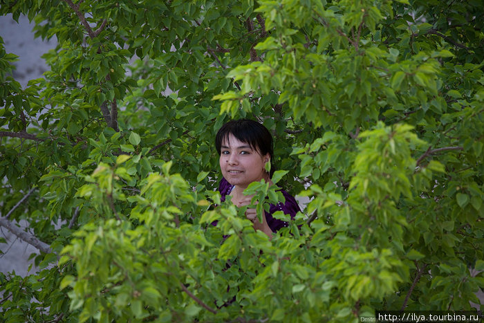 Эта девушка забралась на дерево и собирает ещё зелёные абрикосы, потому что если не она, то завтра их сорвёт кто-нибудь другой. Хива, Узбекистан