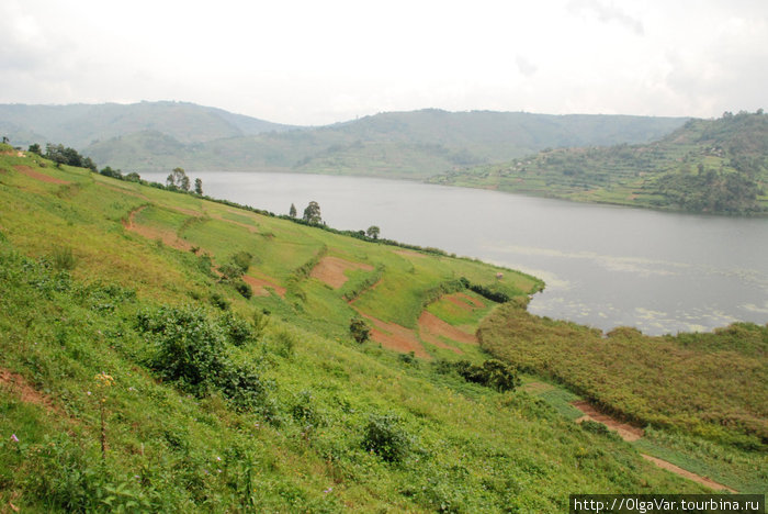 Озеро Буньони — место маленьких птиц Озеро Буниони, Уганда
