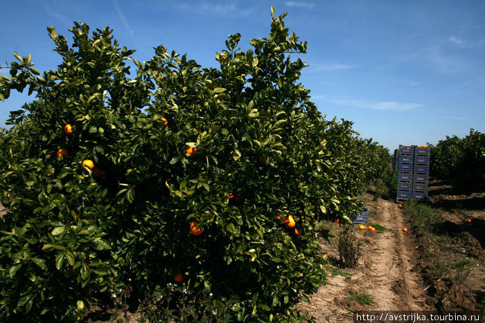 Как собирают андалузские апельсины Кордова, Испания