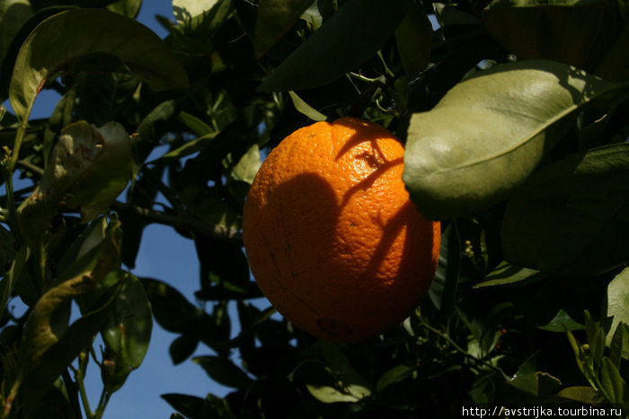 Как собирают андалузские апельсины Кордова, Испания