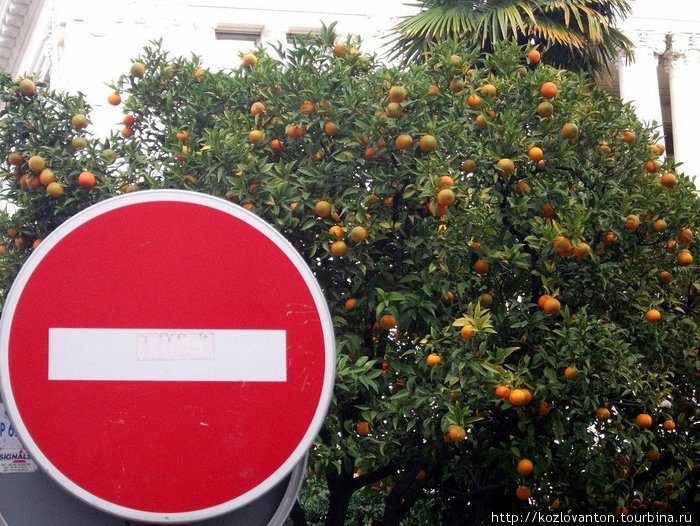 Апельсины не рвать!!! Ницца, Франция