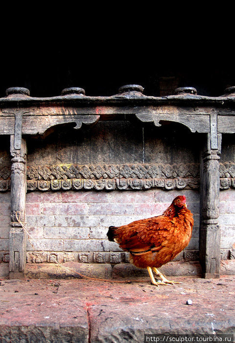 Bhaktapur. И курочка Ряба. Бхактапур, Непал