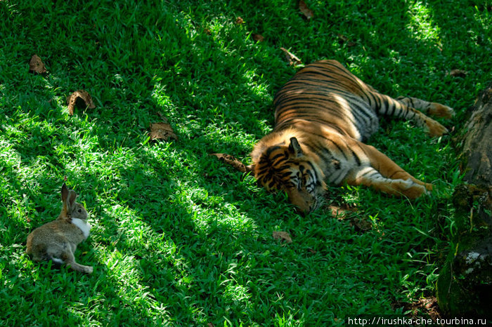 Могут ли тигры дружить с кроликами? Букиттинги, Индонезия