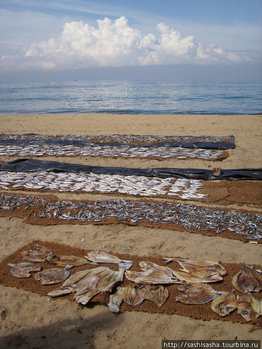 Кому рыбки высушенной соленым ветром с океана? Негомбо, Шри-Ланка