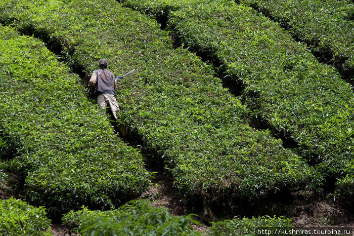 Покой и тишина чайных плантаций Камерон-Хайлендс, Малайзия