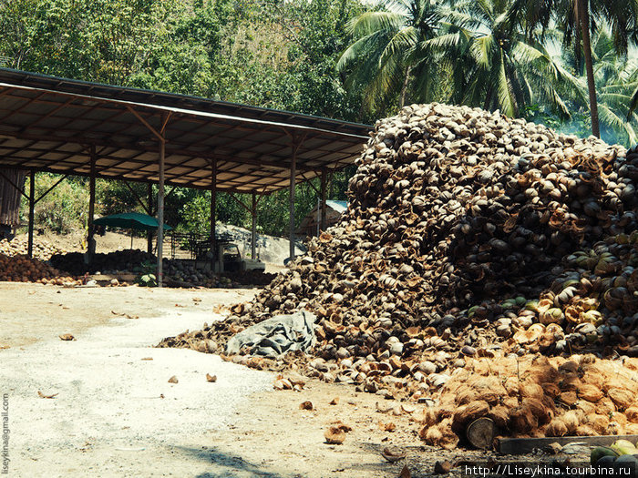 А что делают с кокосовой скорлупой, кроме набивки матрасов? Остров Самуи, Таиланд