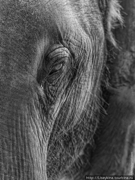 Слоненок и слоненковы мысли Остров Самуи, Таиланд