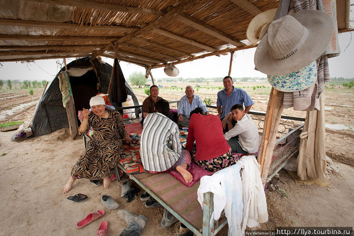 Прямо на поле есть навес, где крестьяне обедают и отдыхают. Узбекистан