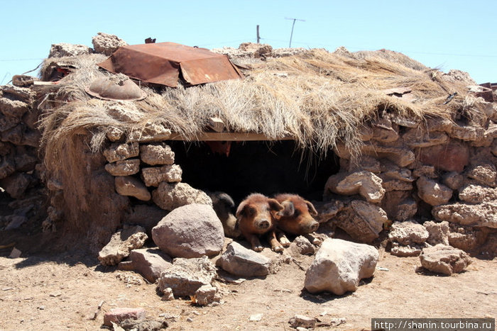 Свиньи  свинарнике — в тени Колчани, Боливия