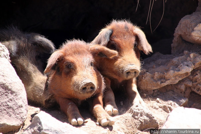Свиньи Колчани, Боливия
