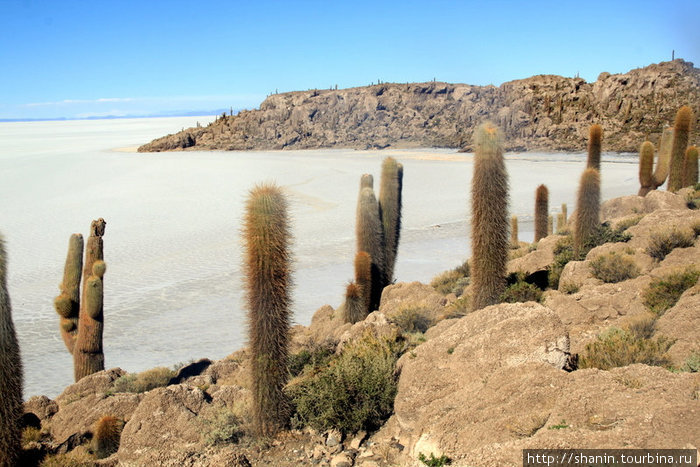 Кактусовый остров Уюни, Боливия