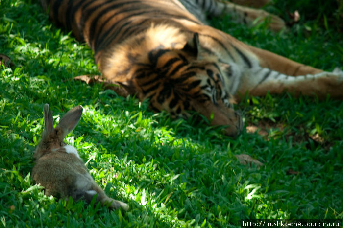 Могут ли тигры дружить с кроликами? Букиттинги, Индонезия