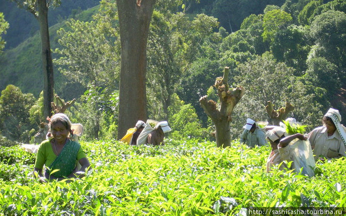 Их руками собран чай, котрый мы с вами пьем. Элла, Шри-Ланка
