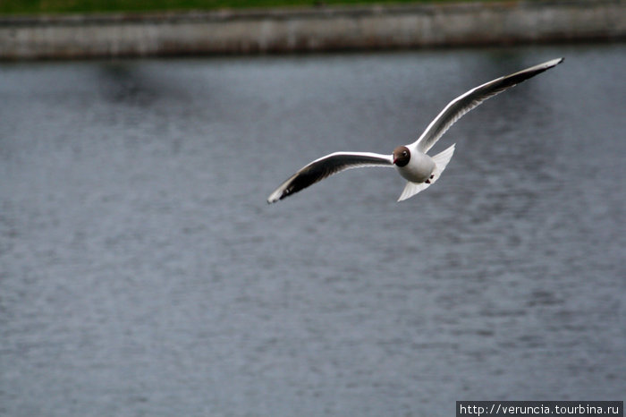 Чайка над прудом. Санкт-Петербург, Россия