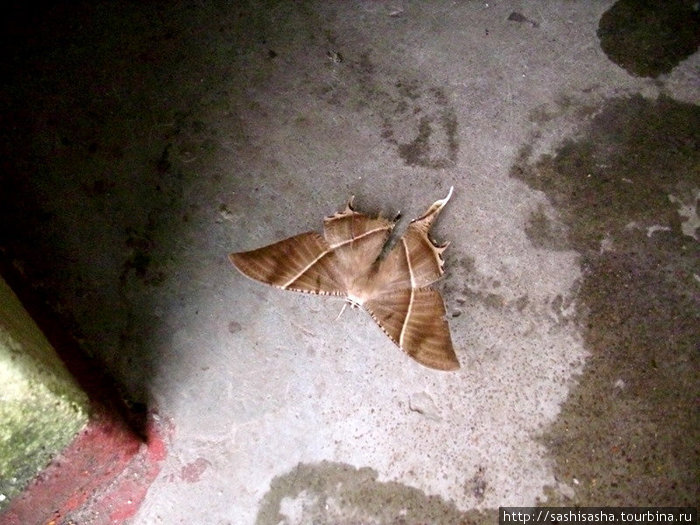 Гигантская бабочка на Пике Адама. Шри-Ланка