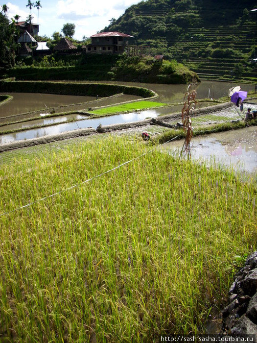 Батад. Рисовые террасы Банауэ Рисовые Террасы, Филиппины