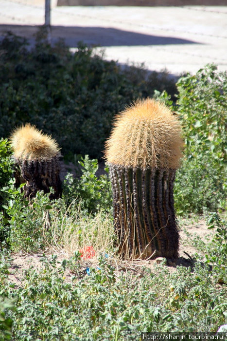 Кактусы Уюни, Боливия