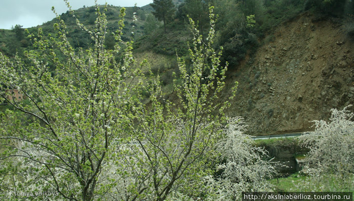весна, цвет черешни Горы Троодос, Кипр