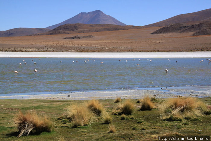 Лагуны и фламинго Уюни, Боливия