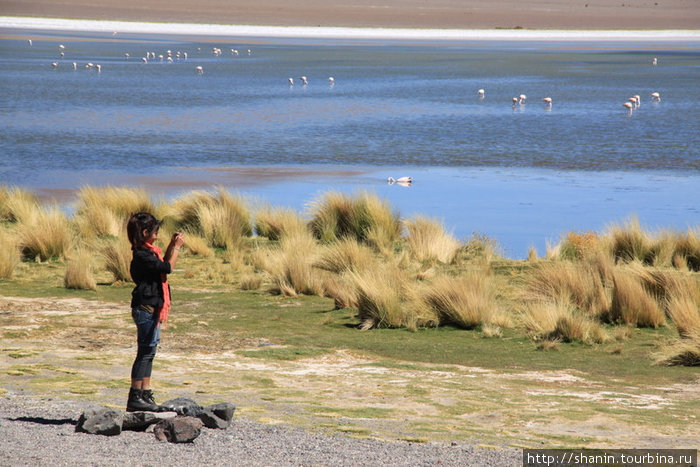 Лагуны и фламинго Уюни, Боливия