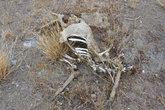 На пустынных дорогах можно увидеть скелеты животных, скелетов не уехавших автостопом путешественников на дороге не встречал...