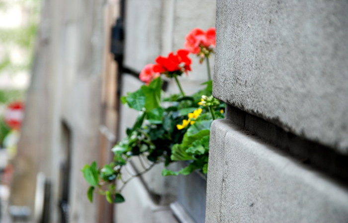 цветы растут прямо из стены Женева, Швейцария