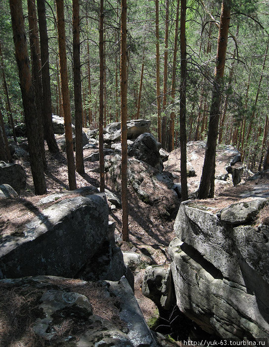 Сосны и камни Самарская область, Россия